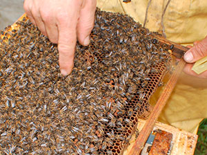 procesado de miel ecologica