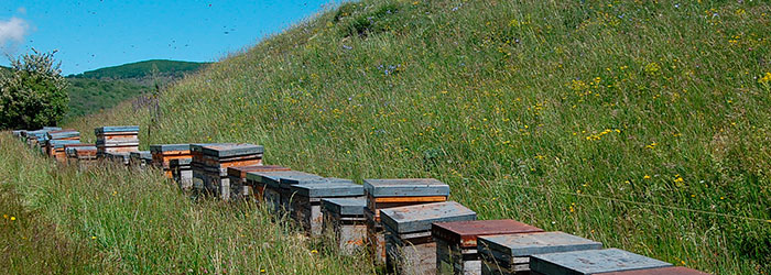 entorno natural apicultura ecológica
