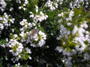 floracion-apicultura-abejas