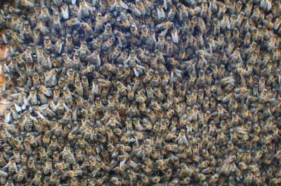 nucleos de abeja y enjambres para la venta2