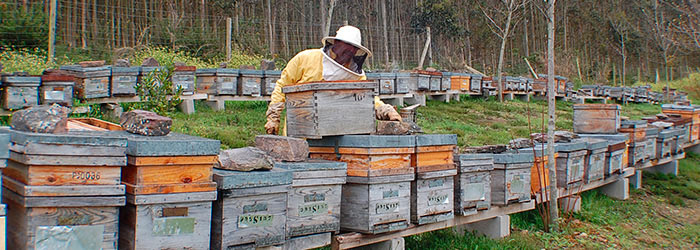 colmenas de apicultura ecologica